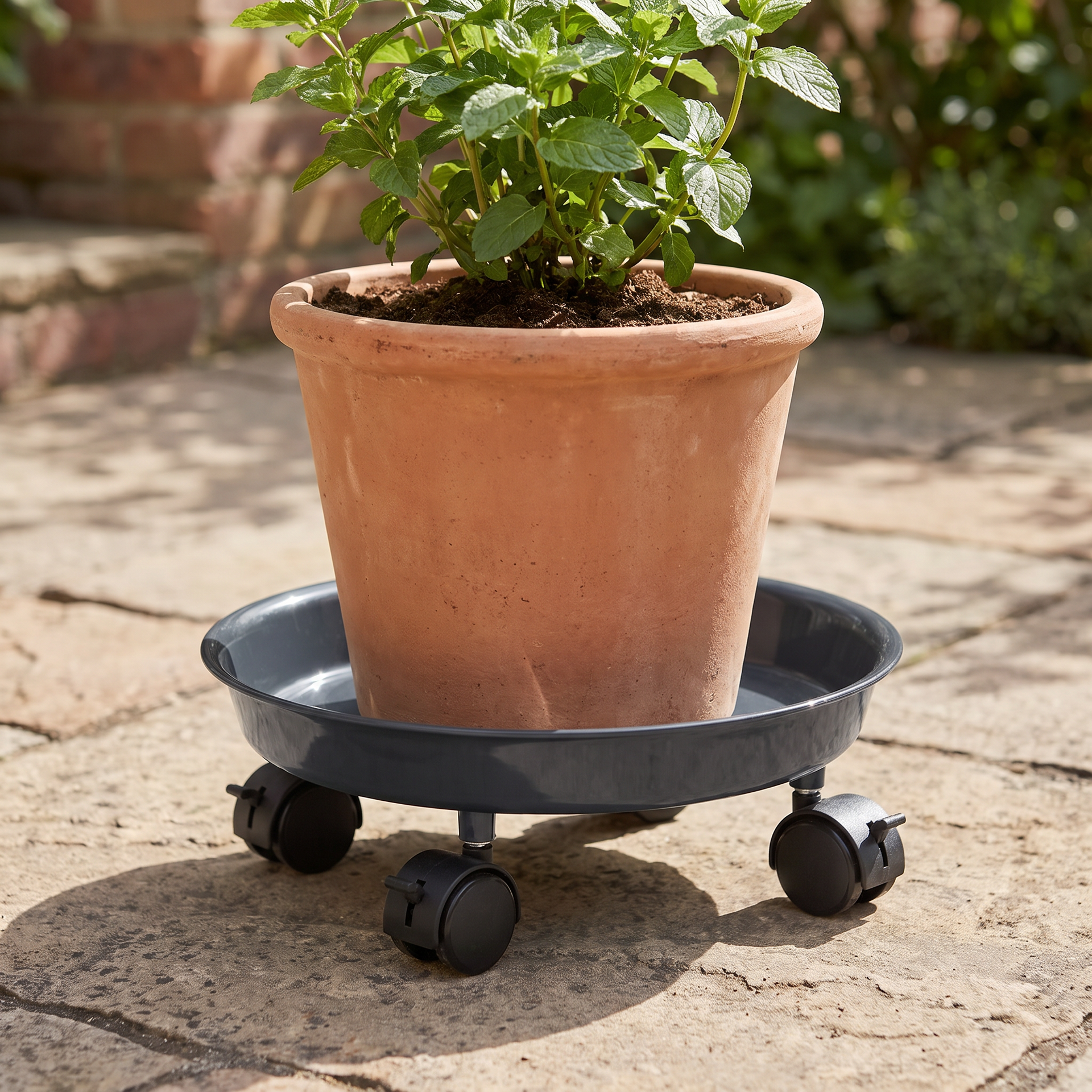 Livarno Home Base con Ruedas para Maceta 30 cm – 50 kg