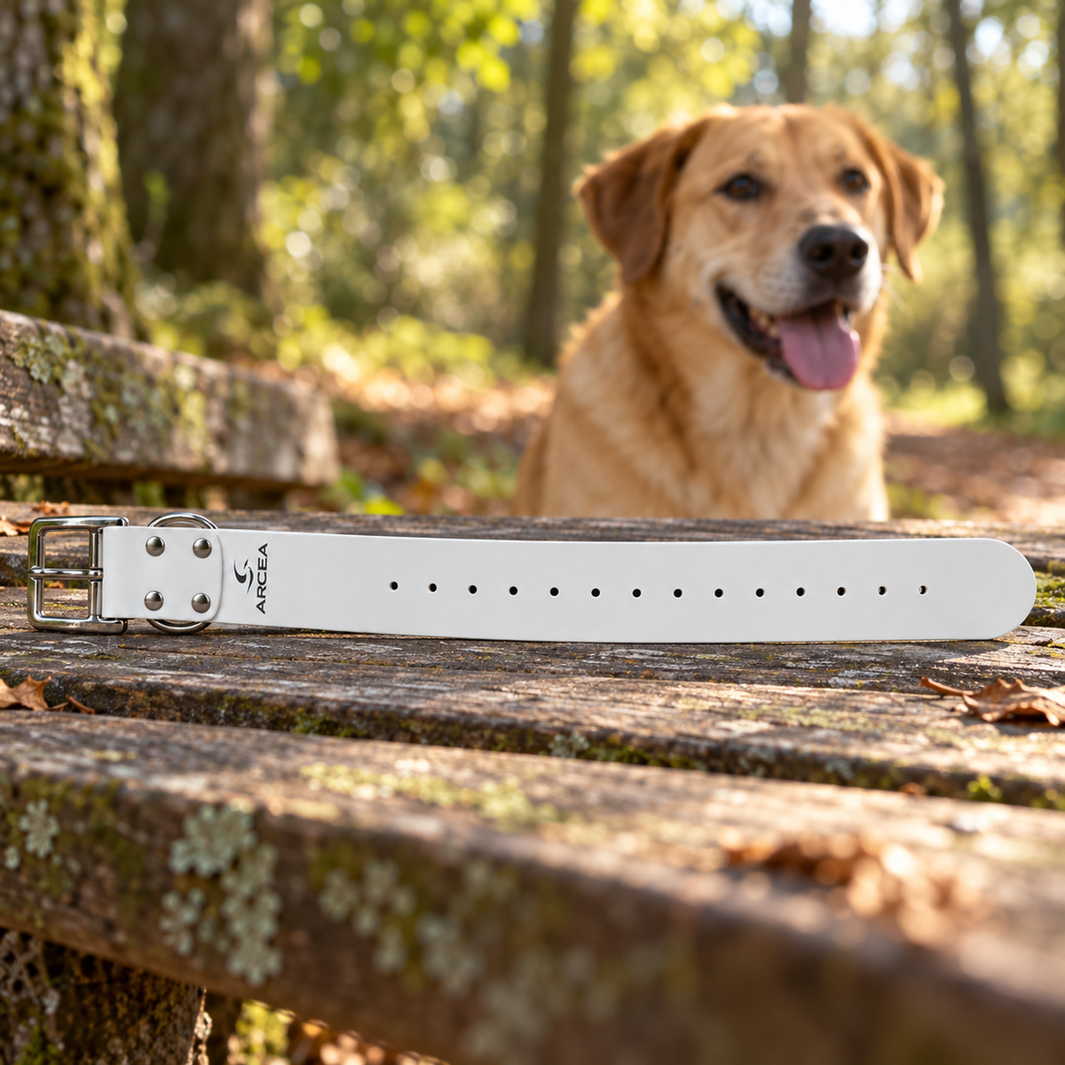 Collar Arcea Polytec blanco de 50 mm preparado para un paseo con el perro