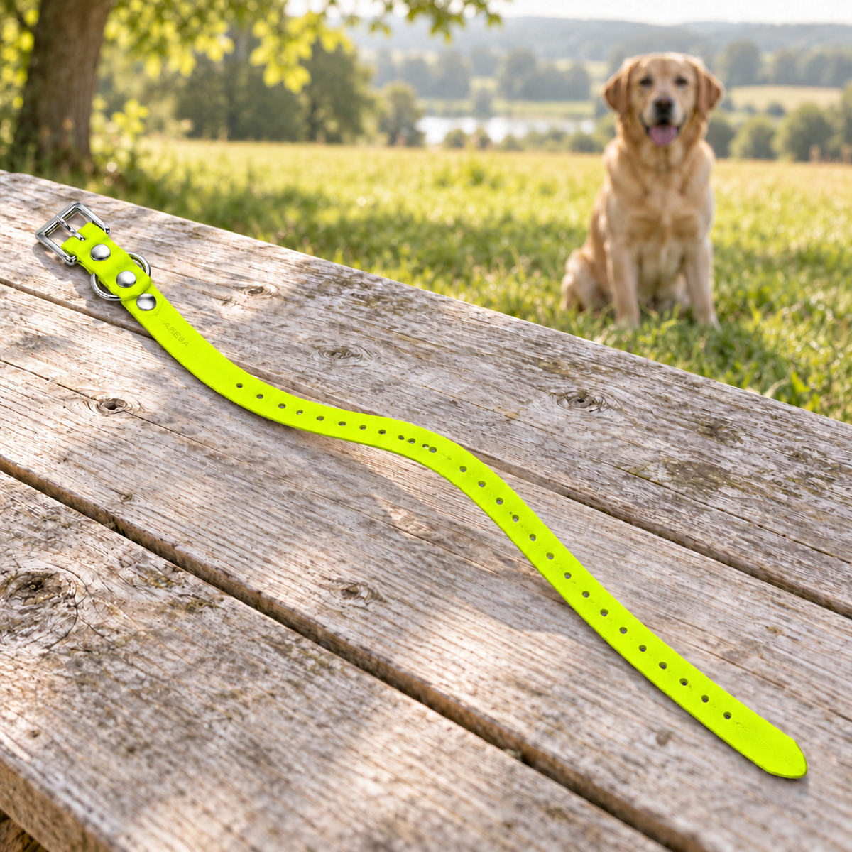Collar Arcea Polytec amarillo fluorescente preparado para un paseo con el perro
