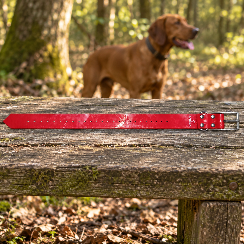 Collar Arcea Polytec rojo de 38 mm preparado para un paseo con el perro