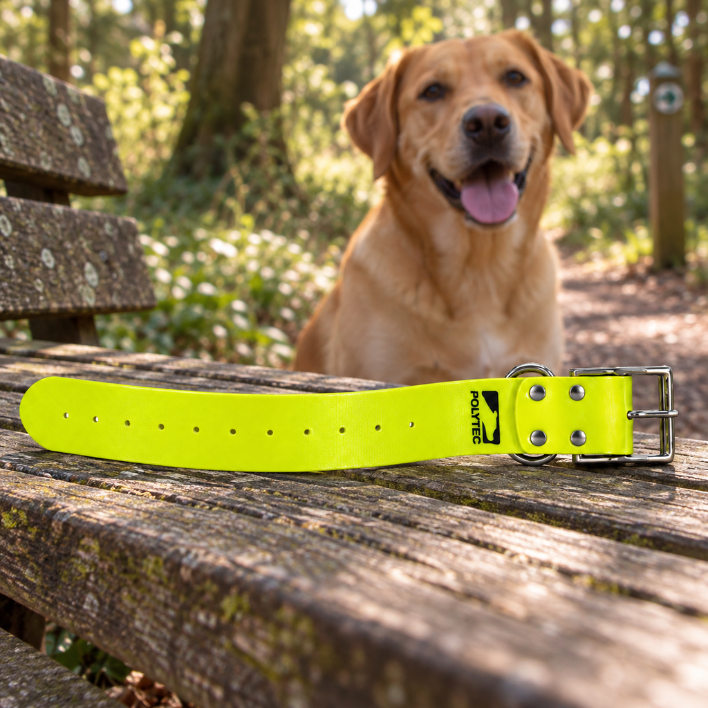 Collar Polytec amarillo fluorescente de 50 mm preparado para un paseo con el perro